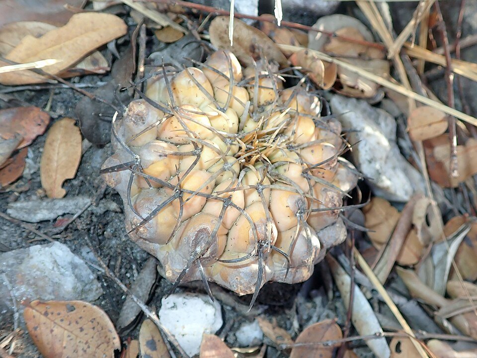 Discocactus hartmannii cactus met heldere roze bloemen in pot.
