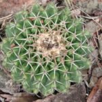 Zeldzame Discocactus placentiformis cactus met roze bloemen en groene stam.