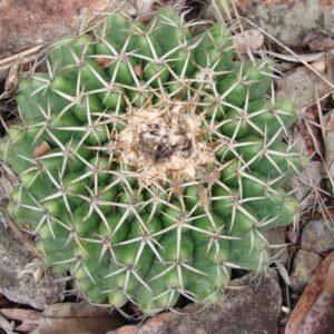 Zeldzame Discocactus placentiformis cactus met roze bloemen en groene stam.