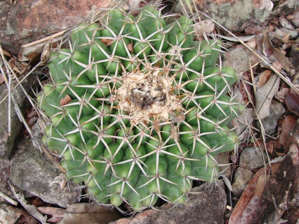 Zeldzame Discocactus placentiformis cactus met roze bloemen en groene stam.