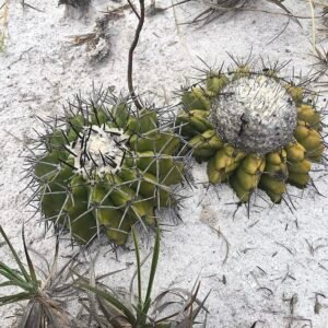 Zeldzame Discocactus pseudoinsignis cactus met heldere groene stekels.