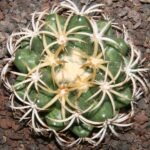 Zeldzame Discocactus petr-halfarii cactus met ronde vorm en roze bloemen.