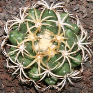 Zeldzame Discocactus petr-halfarii cactus met ronde vorm en roze bloemen.