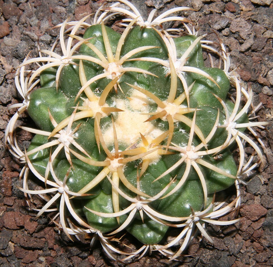 Zeldzame Discocactus petr-halfarii cactus met ronde vorm en roze bloemen.