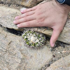 Zeldzame Discocactus buenekeri cactus met roze bloem en langwerpige vorm.