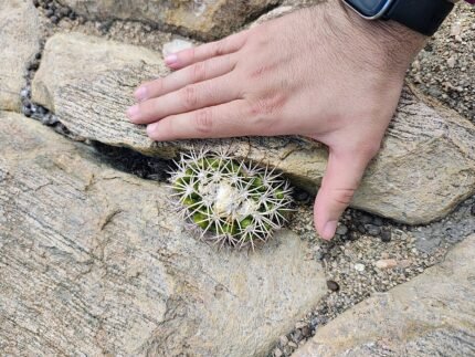 Zeldzame Discocactus buenekeri cactus met roze bloem en langwerpige vorm.