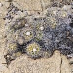 Zeldzame Discocactus zehntneri cactus met bolvormige groene stam en felroze bloemen.