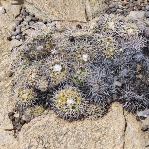 Zeldzame Discocactus zehntneri cactus met bolvormige groene stam en felroze bloemen.