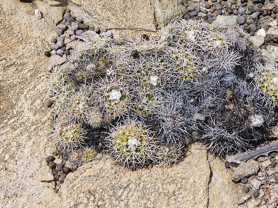 Zeldzame Discocactus zehntneri cactus met bolvormige groene stam en felroze bloemen.