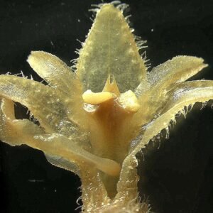 Close-up van Discyphus scopulariae orchidee bloem met witte kelkbladen en paarse lip.