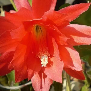 Disocactus ×hybridus plant met helderrode bloemen en groene stelen.