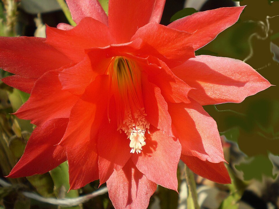 Disocactus ×hybridus plant met helderrode bloemen en groene stelen.