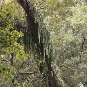 Rode Disocactus speciosus cactus met felrode bloemen en platte stengelsegmenten.