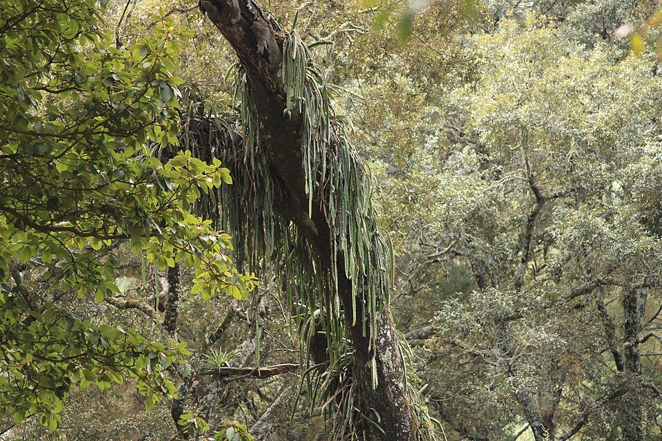 Rode Disocactus speciosus cactus met felrode bloemen en platte stengelsegmenten.