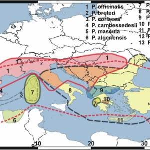 Kaart van Paeonia corsica verspreidingsgebied in Europa.