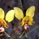 Diuridinae orchidee met gele bloem en paarse vlekken op groen blad.