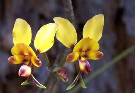 Diuridinae orchidee met gele bloem en paarse vlekken op groen blad.