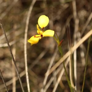 Gele Diuris bloem met puntige bloemblaadjes en groene bladeren.