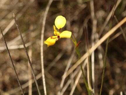 Gele Diuris bloem met puntige bloemblaadjes en groene bladeren.