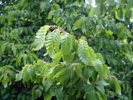 Carpinus orientalis boom met groen blad en gladde schors.