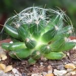 Mammillaria sphaerica cactus met kleine bolvormige groene stelen en witte stekels in een pot.
