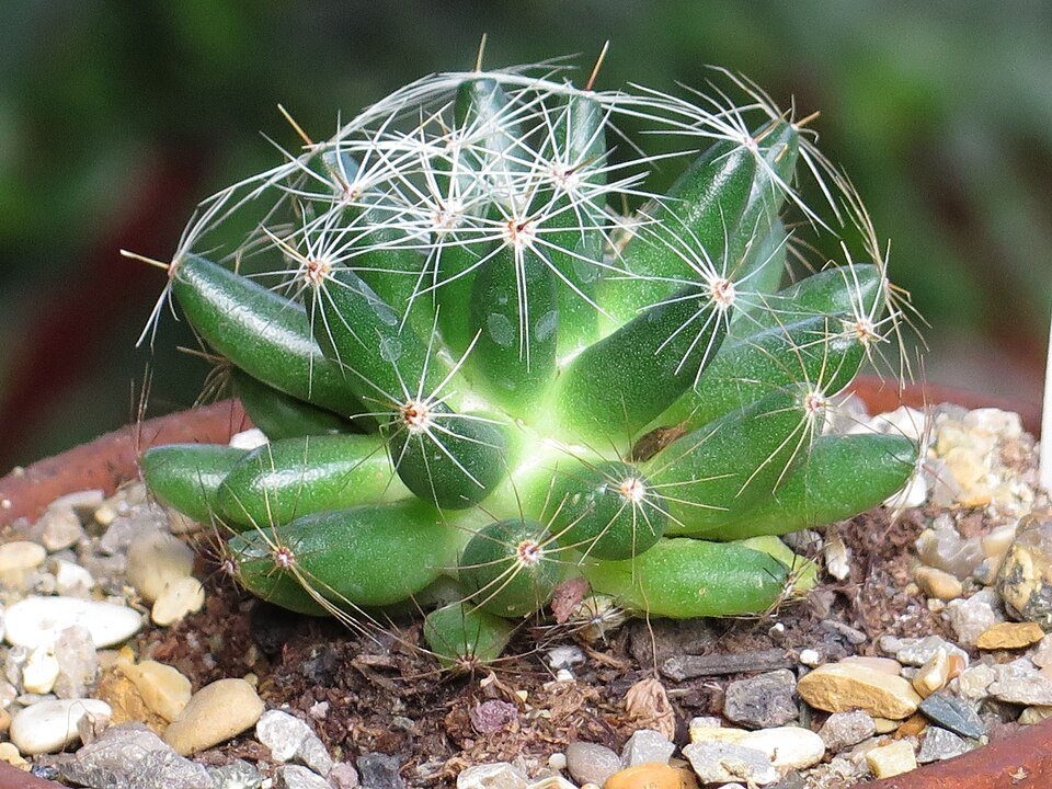 Mammillaria sphaerica cactus met kleine bolvormige groene stelen en witte stekels in een pot.