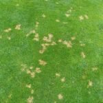 Dollar Spot op grasmat: witte ronde vlekken met bruine randen.