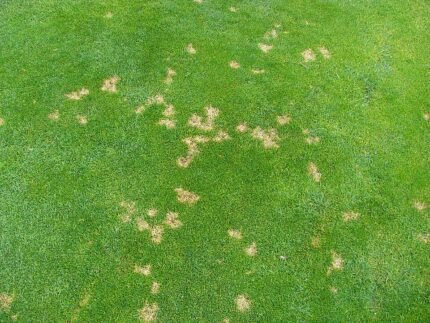 Dollar Spot op grasmat: witte ronde vlekken met bruine randen.