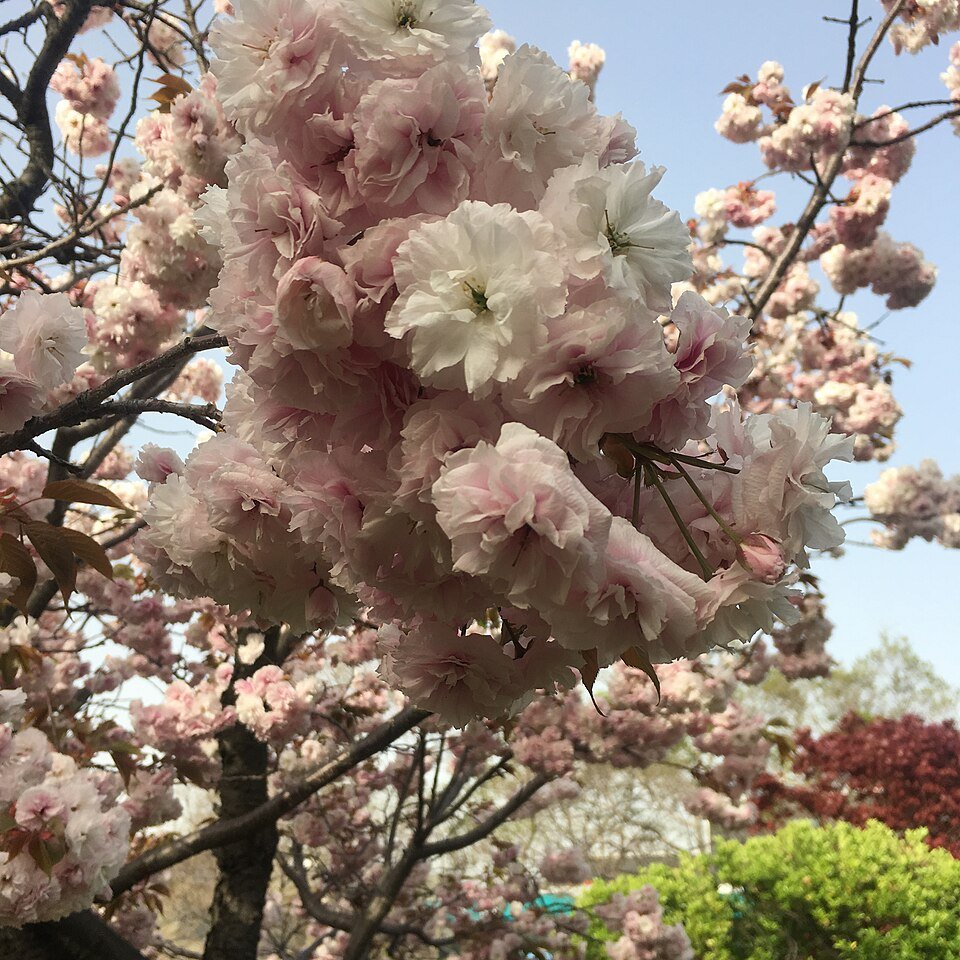 Prunus donarium kersenboom met rode vruchten en groene bladeren.