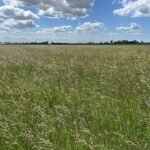 Rietzwenkgras op sterk gedegradeerde graslanden.