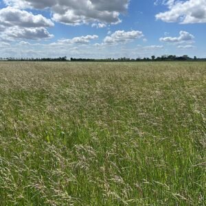 Rietzwenkgras op sterk gedegradeerde graslanden.