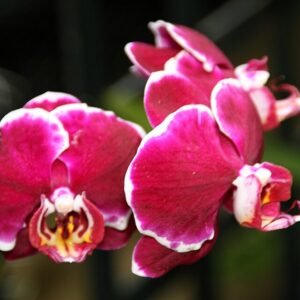 Doritaenopsis orchidee met witte en paarse gevlekte bloemblaadjes.