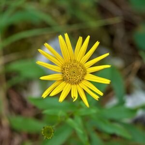 Doronicum orientale bloeit in Plitvice Lakes National Park, Kroatië.