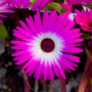 Bloeiende Cleretum bellidiforme plant met roze bloemen en groene bladeren.