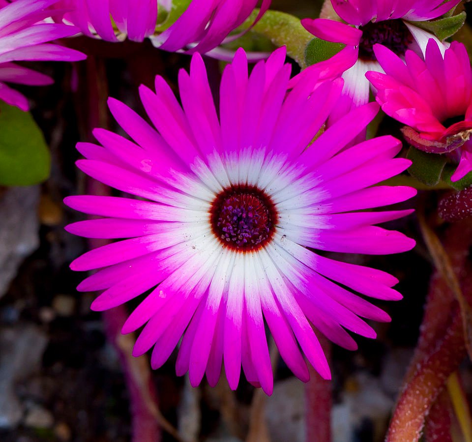 Bloeiende Cleretum bellidiforme plant met roze bloemen en groene bladeren.