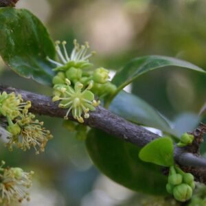 Fruitige Kei-appel op kleigrond.