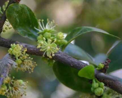 Fruitige Kei-appel op kleigrond.