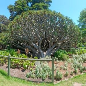 Drakenbloedboom met unieke bladstructuur en diepgroene kleur.