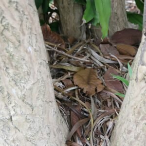 Dracaena americana plant met groene bladeren en lange stengels.