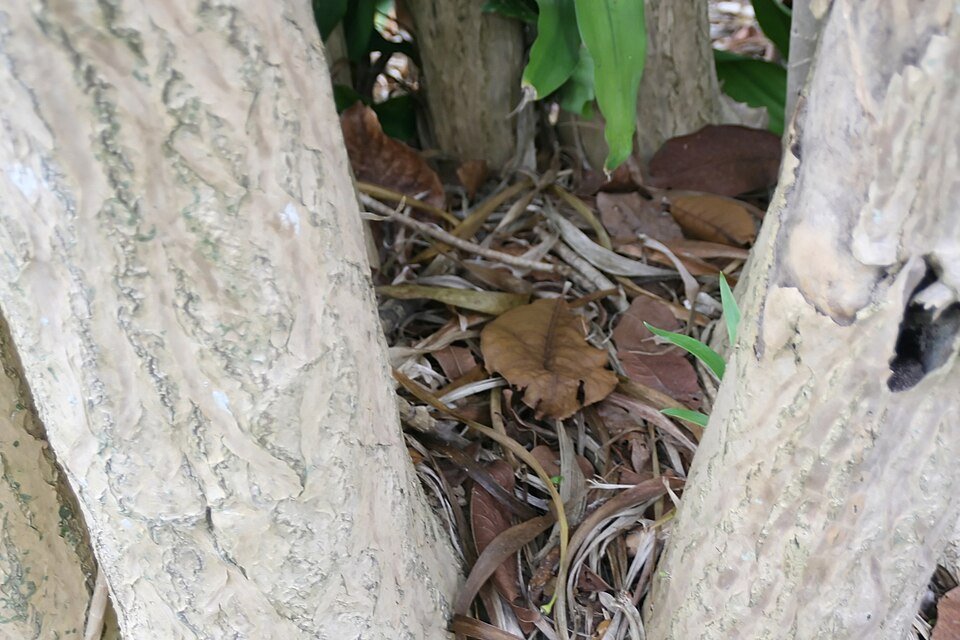 Dracaena americana plant met groene bladeren en lange stengels.