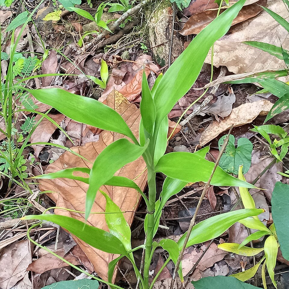 Dracaena sanderiana plant in a decorative pot.