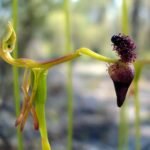 Close-up van unieke Drakaeinae orchidee met elastische eigenschappen.