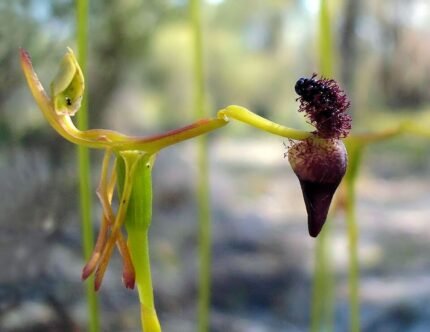 Close-up van unieke Drakaeinae orchidee met elastische eigenschappen.
