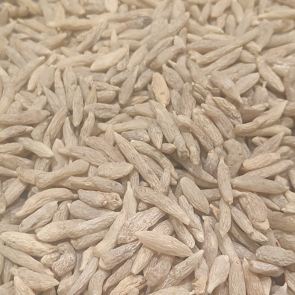 Dried Ophiopogon japonicus sticks on white background.