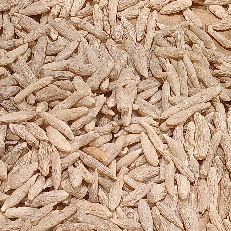 Droge Ophiopogon Japonicus plant met witte bloemen en langwerpige bladeren.