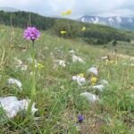 Neotinea tridentata orchidee bloemen met drie tandachtige bloemblaadjes in natuurlijke habitat.
