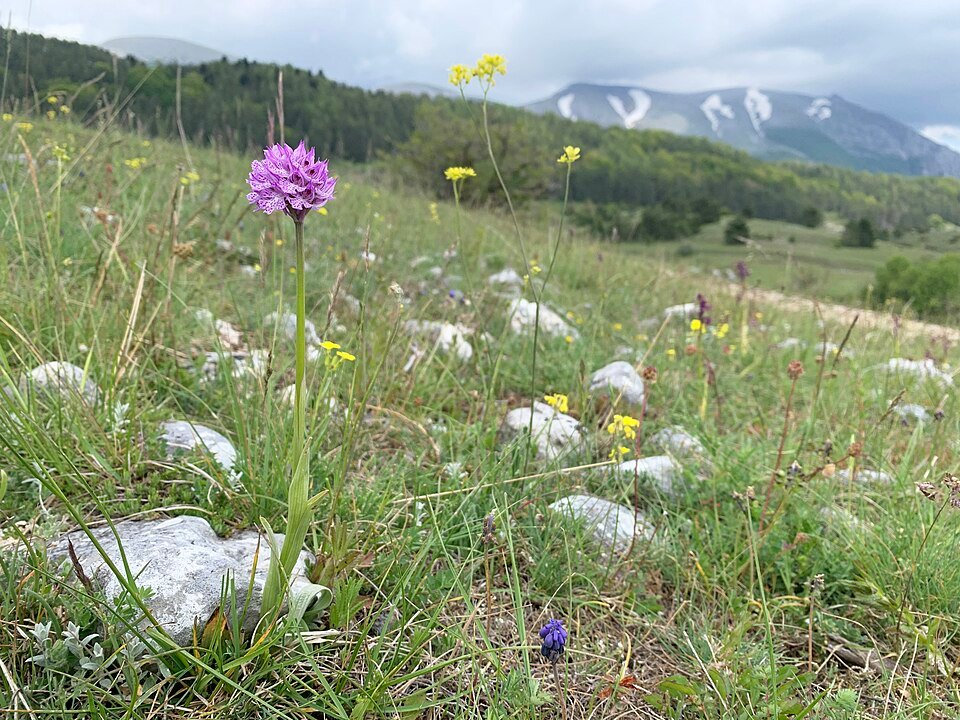 Neotinea tridentata orchidee bloemen met drie tandachtige bloemblaadjes in natuurlijke habitat.