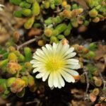 Drosanthemum met felroze bloemen en groen blad op neutrale achtergrond.
