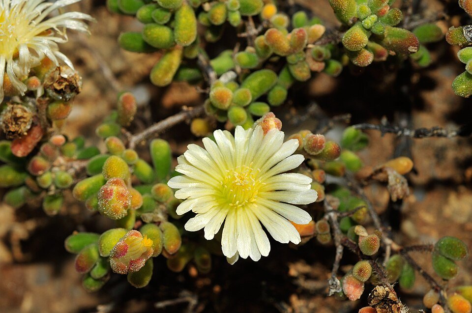 Drosanthemum met felroze bloemen en groen blad op neutrale achtergrond.