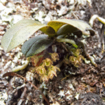 Gele bloeiende Drymoanthus adversus orchidee met groene bladeren.